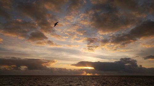 Silhouette birds flying over sea against sky