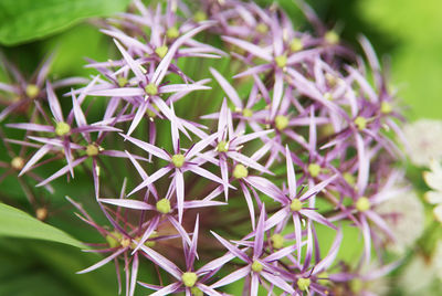 Close-up of purple flowering plant