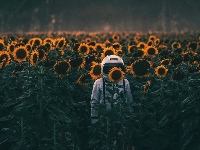 Astronaut standing amidst sunflowers | ID: 88695120