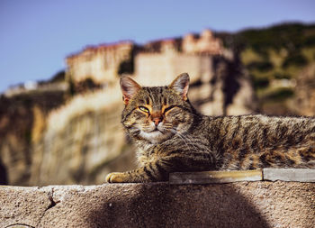 Close-up of cat