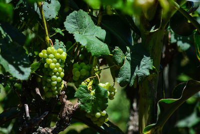 Close-up of grapes growing in vineyard