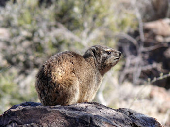 Close-up of an animal looking away