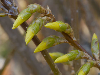 Close-up of plant