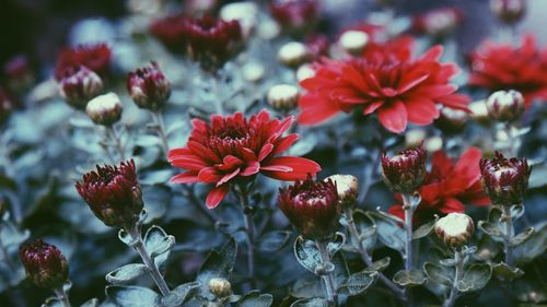 Close-up of red flowering plants