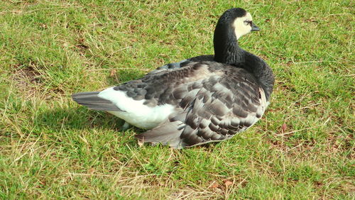 Side view of a bird on field