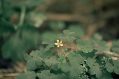 Close-up of flowering plant