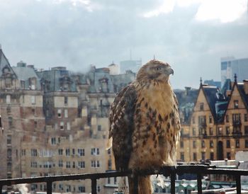 Close-up of sparrow perching on city against sky