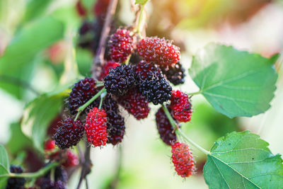 Close-up of strawberries