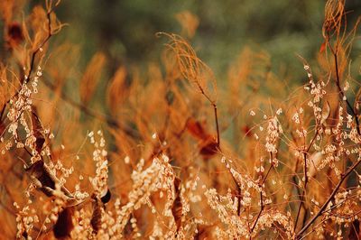 Close-up of dry plants on field