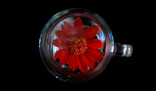 Close-up of red flower over black background