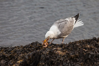 High angle view of seagull hunted crab at shore
