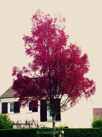 Red flower tree against sky