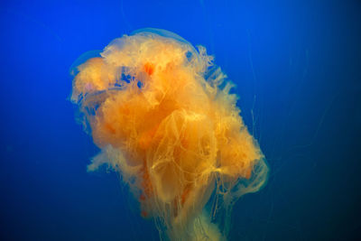 Close-up of jellyfish in sea