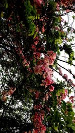 Low angle view of flower tree