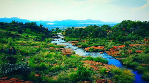 Scenic view of river in forest against sky