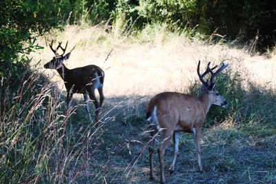 Deer standing in a field