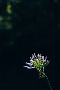 Close-up of flowering plant against black background