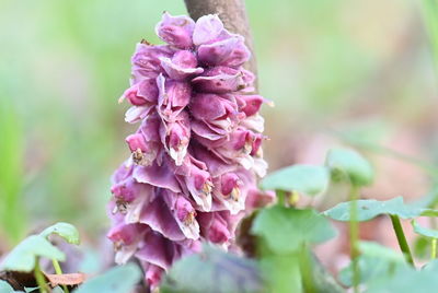 plant