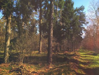 Trees in forest