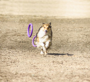 Dog running on land