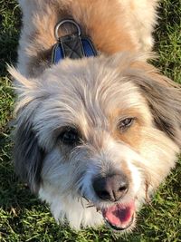 Close-up portrait of dog on field