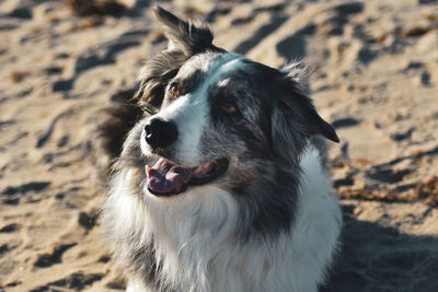 Close-up of dog looking away on field