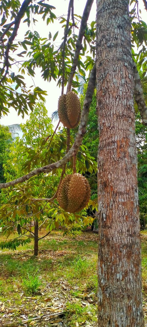 tree, plant, tree trunk, trunk, growth, nature, no people, produce, flower, food, day, fruit, branch, hanging, low angle view, land, food and drink, outdoors, healthy eating, green, beauty in nature, woodland