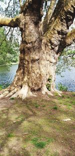 Tree trunk by river in forest