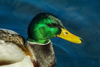 Male mallard duck close up, dublin 2018