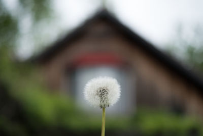 Close-up of dandelion on plant
