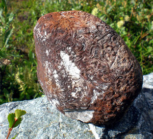 Close-up of rock on tree trunk