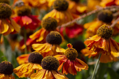 Close-up of black-eyed and yellow flowering plant