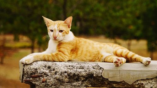 Close-up of a cat