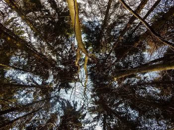 Low angle view of trees in forest