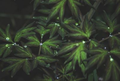 Close-up of wet plants