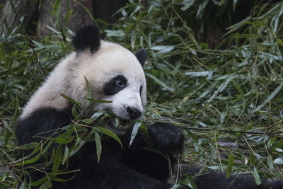 Close up of a giant panda ailuropoda melanoleuca in chengdu - sichuan, china