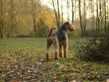 Dog on grassy field in forest