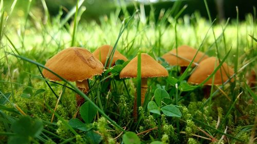 Close-up of mushrooms growing on field