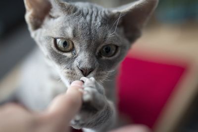 Cropped hand petting cat at home