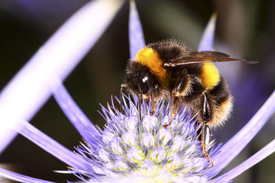 Close-up of bumblebee pollinating on purple flower blooming outdoors