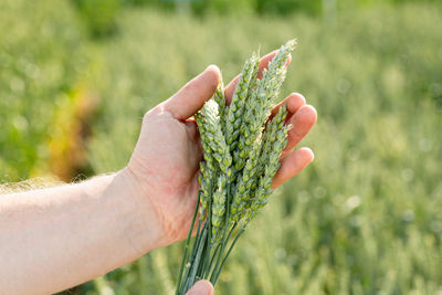 Cropped hand of person holding plant