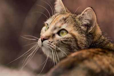 Close-up of cat