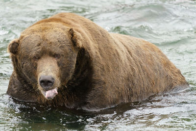 Male grizzly bear at brooks falls