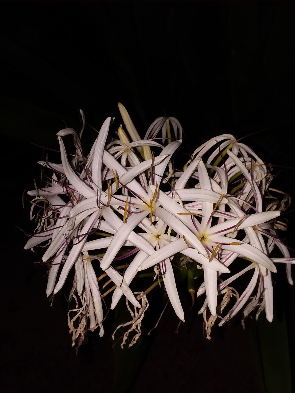 flower, black background, indoors, close-up, flowering plant, plant, studio shot, no people, petal, fragility, vulnerability, white color, beauty in nature, freshness, nature, cut out, flower head, growth, night, inflorescence, bunch of flowers, flower arrangement