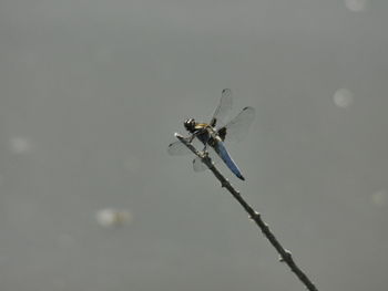 Close-up of damselfly perching on power line