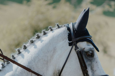 Close-up of a horse