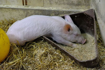 Close-up of sheep in cage