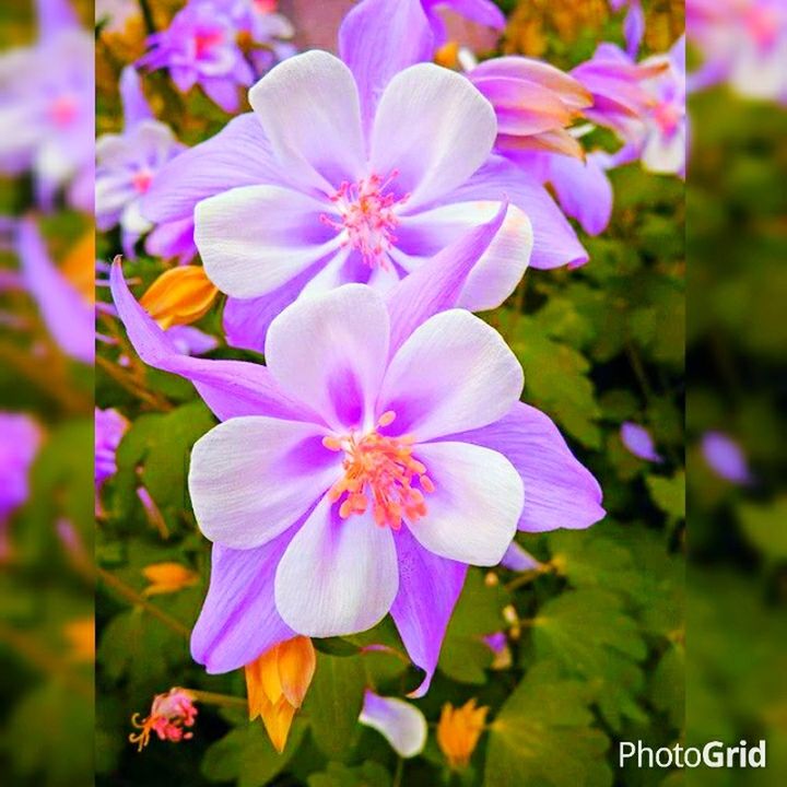 flower, freshness, petal, fragility, growth, focus on foreground, beauty in nature, flower head, purple, close-up, blooming, nature, plant, pink color, in bloom, day, park - man made space, outdoors, blossom, no people