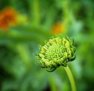 Close-up of flowering plant on field