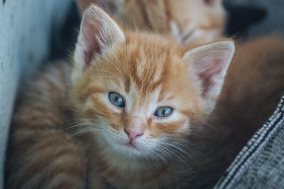 Close-up portrait of a cat